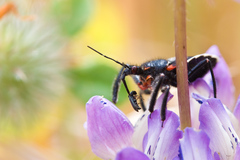 Apiomerus californicus