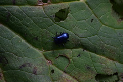 Oreina cacaliae