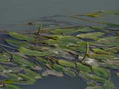 Potamogeton