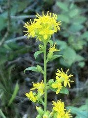 Solidago buckleyi