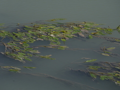 Potamogeton