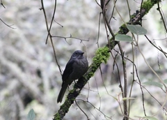 Lipaugus fuscocinereus