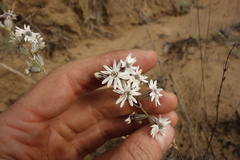 Silene jeniseensis