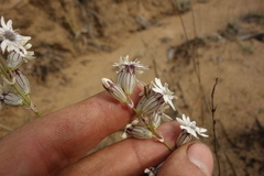 Silene jeniseensis
