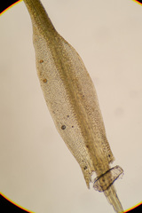 Flexitrichum flexicaule