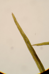 Flexitrichum flexicaule