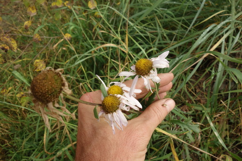 Korean dendranthema (Chrysanthemum zawadzkii)