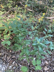 Solidago buckleyi