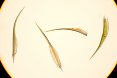 Flexitrichum flexicaule