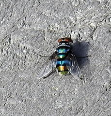 Chrysomya chloropyga