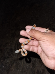 Lampropeltis alterna