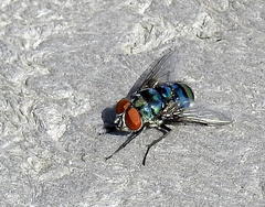 Chrysomya chloropyga