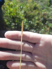 Ophioglossum pusillum