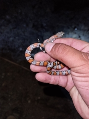 Lampropeltis alterna