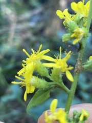 Solidago buckleyi
