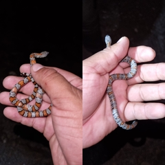 Lampropeltis alterna