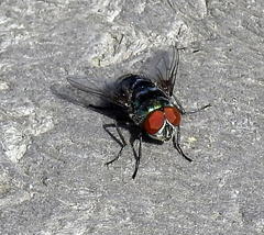 Chrysomya chloropyga