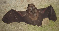 Hipposideros caffer