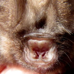 Hipposideros caffer