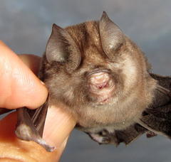 Hipposideros caffer