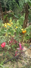 Solanum mammosum