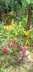 Solanum mammosum
