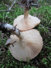Lactarius utilis