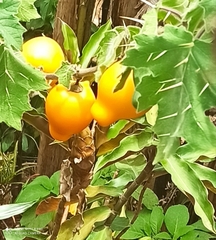 Solanum mammosum