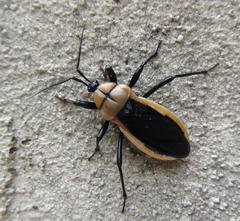 Ectrichodia crux
