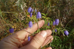 Adenophora stenanthina