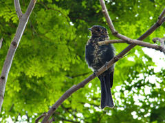 Melaenornis pammelaina ater