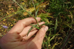 Adenophora stenanthina