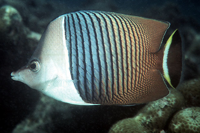 White Fronted Butter Flyfish