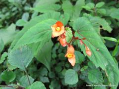 Begonia sutherlandii
