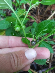 Solanum interius