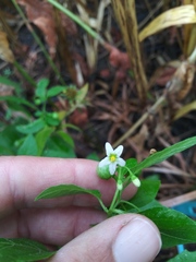 Solanum interius