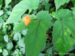 Begonia sutherlandii