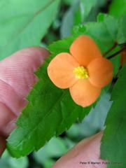 Begonia sutherlandii