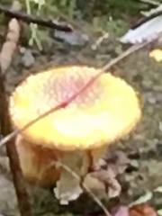 Amanita muscaria