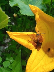 Xenoglossa fulva