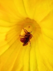 Xenoglossa fulva