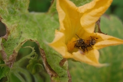 Xenoglossa fulva