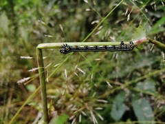 Acronyctodes mexicanaria