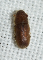 Hylurgus ligniperda