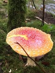 Amanita muscaria