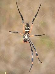 Trichonephila senegalensis