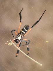 Trichonephila senegalensis