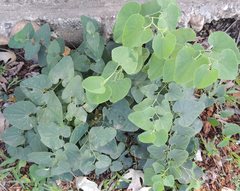 Aristolochia clematitis