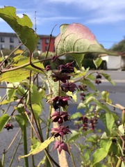 Leycesteria