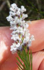 Spatalla mollis